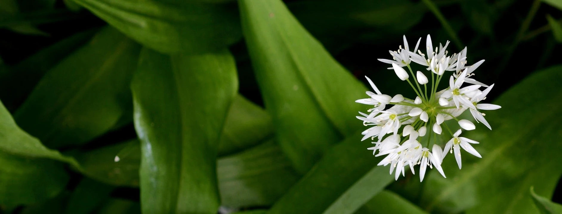 Wildkräuterwanderungen - Wildschytz