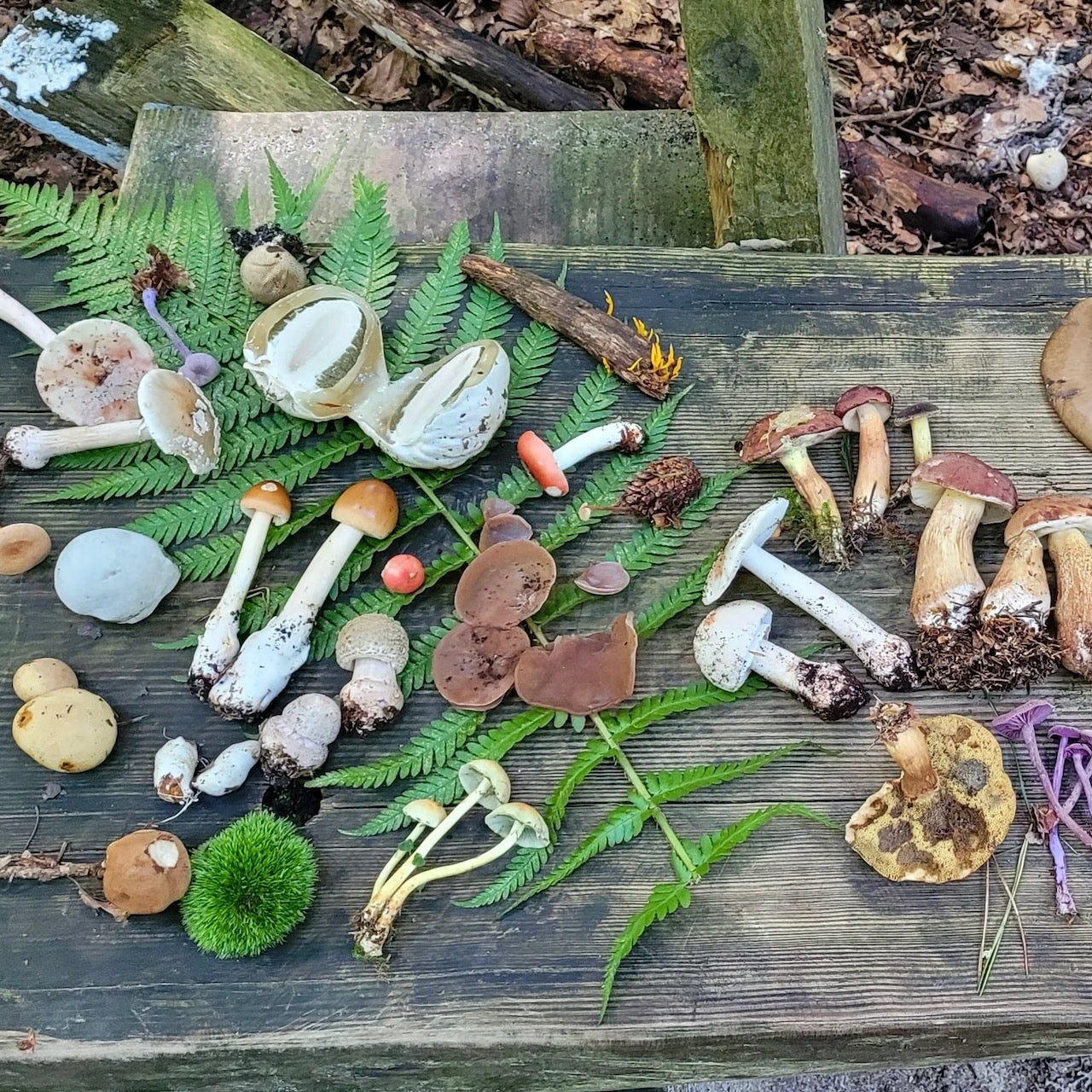 Pilzwanderung Karlsruhe Nord