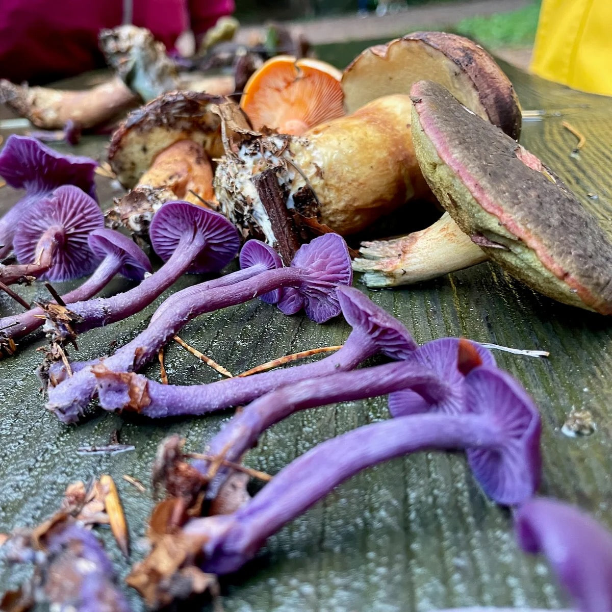Pilzwanderung München Neuried