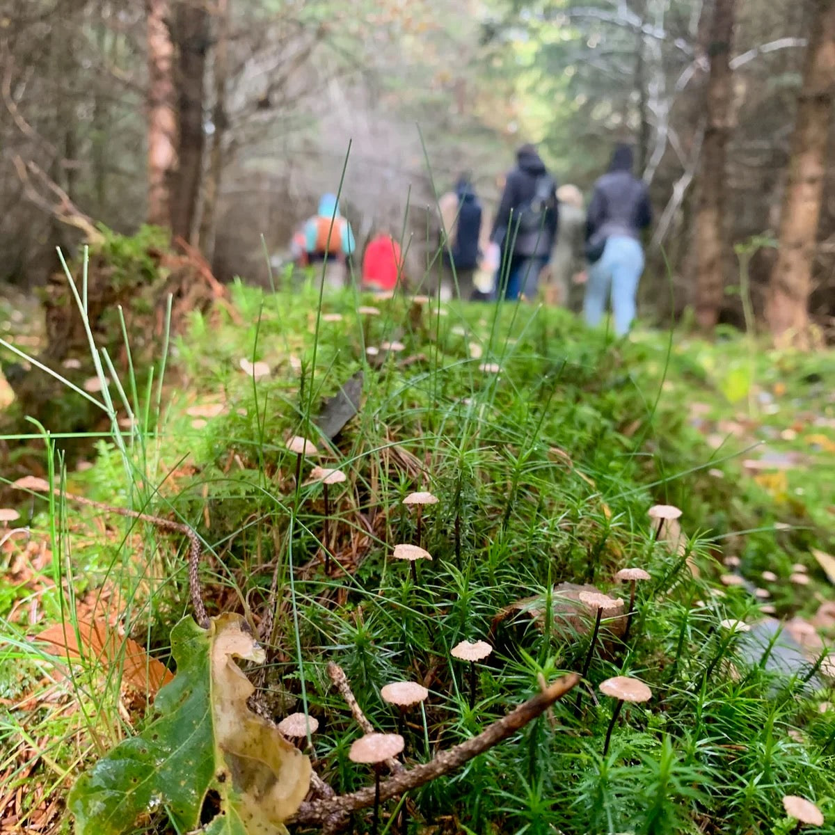 Pilzwanderung Karlsruhe Nord