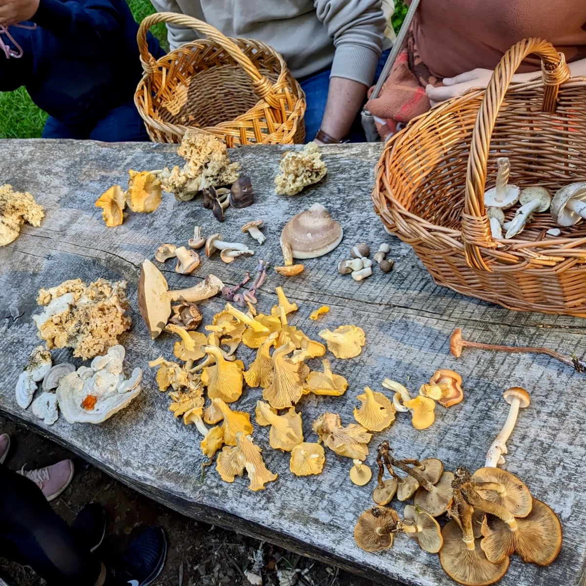 Pilzwanderung München Neuried