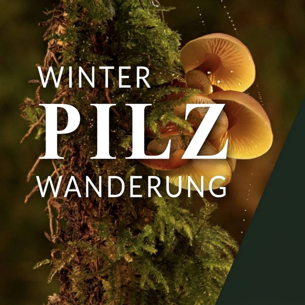 Winterpilzwanderung Karlsruhe