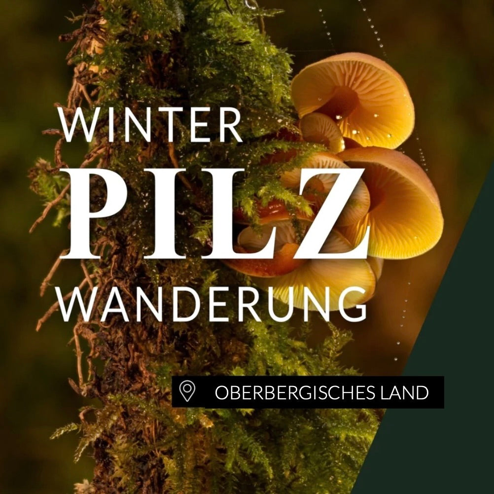 Winterpilzwanderung Oberbergisches Land