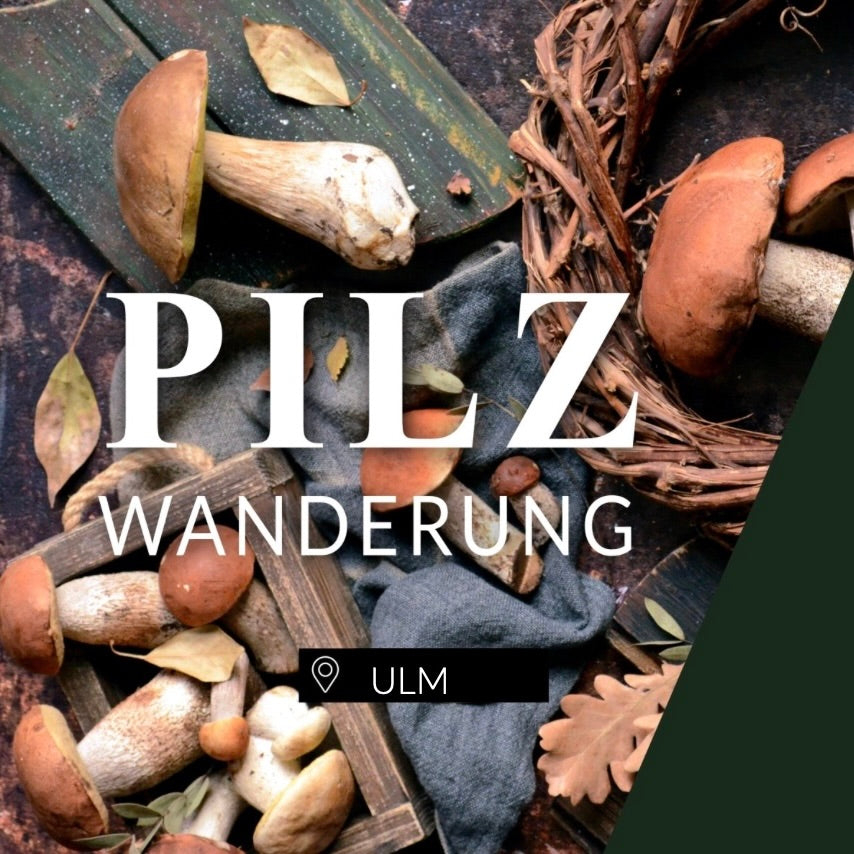 Pilzwanderung Ulm