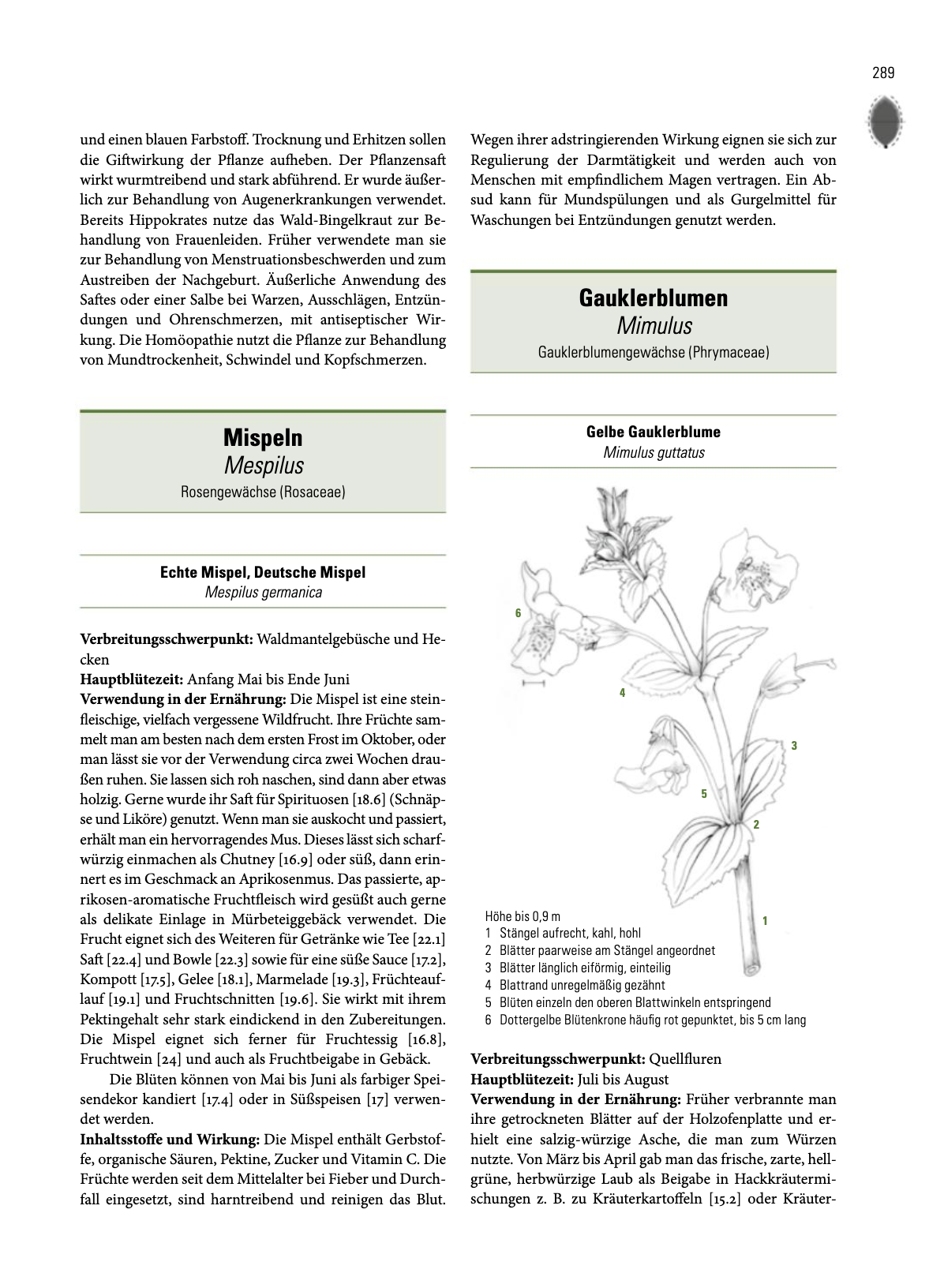 Enzyklopädie Essbare Wildpflanzen - 2000 Pflanzen Mitteleuropas