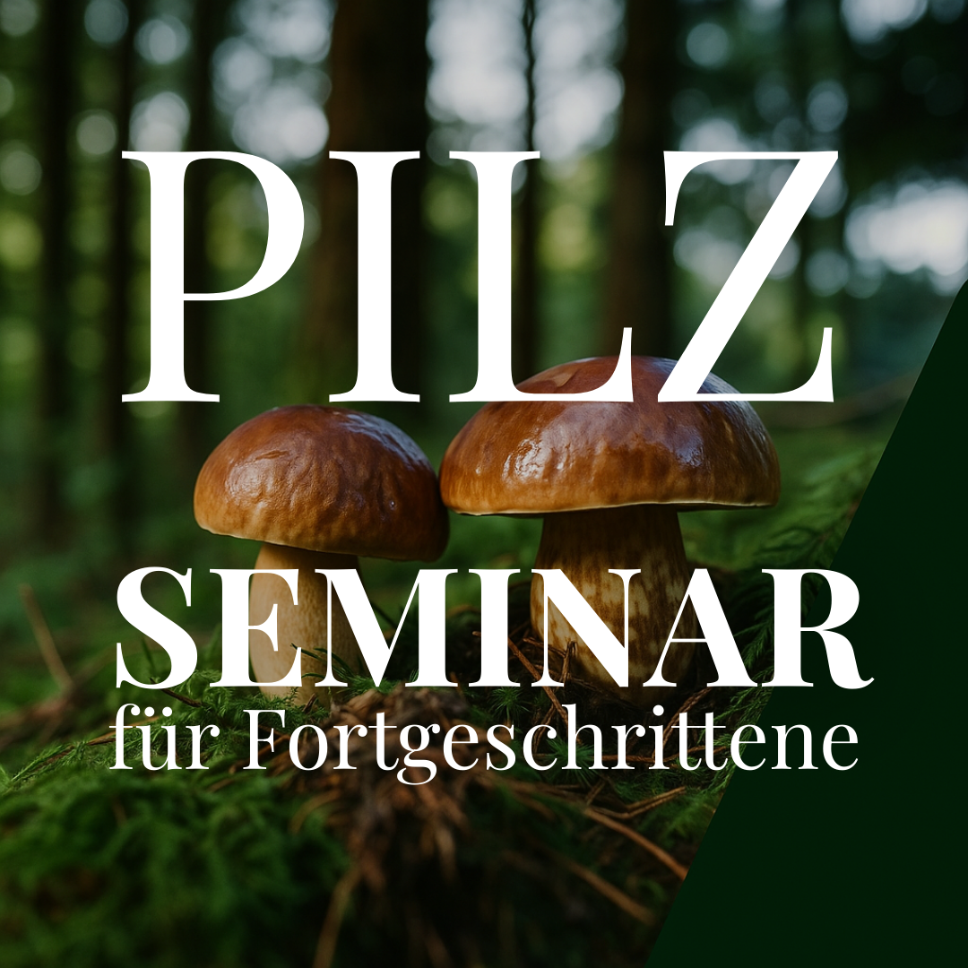 Pilzseminar für Fortgeschrittene Augsburg
