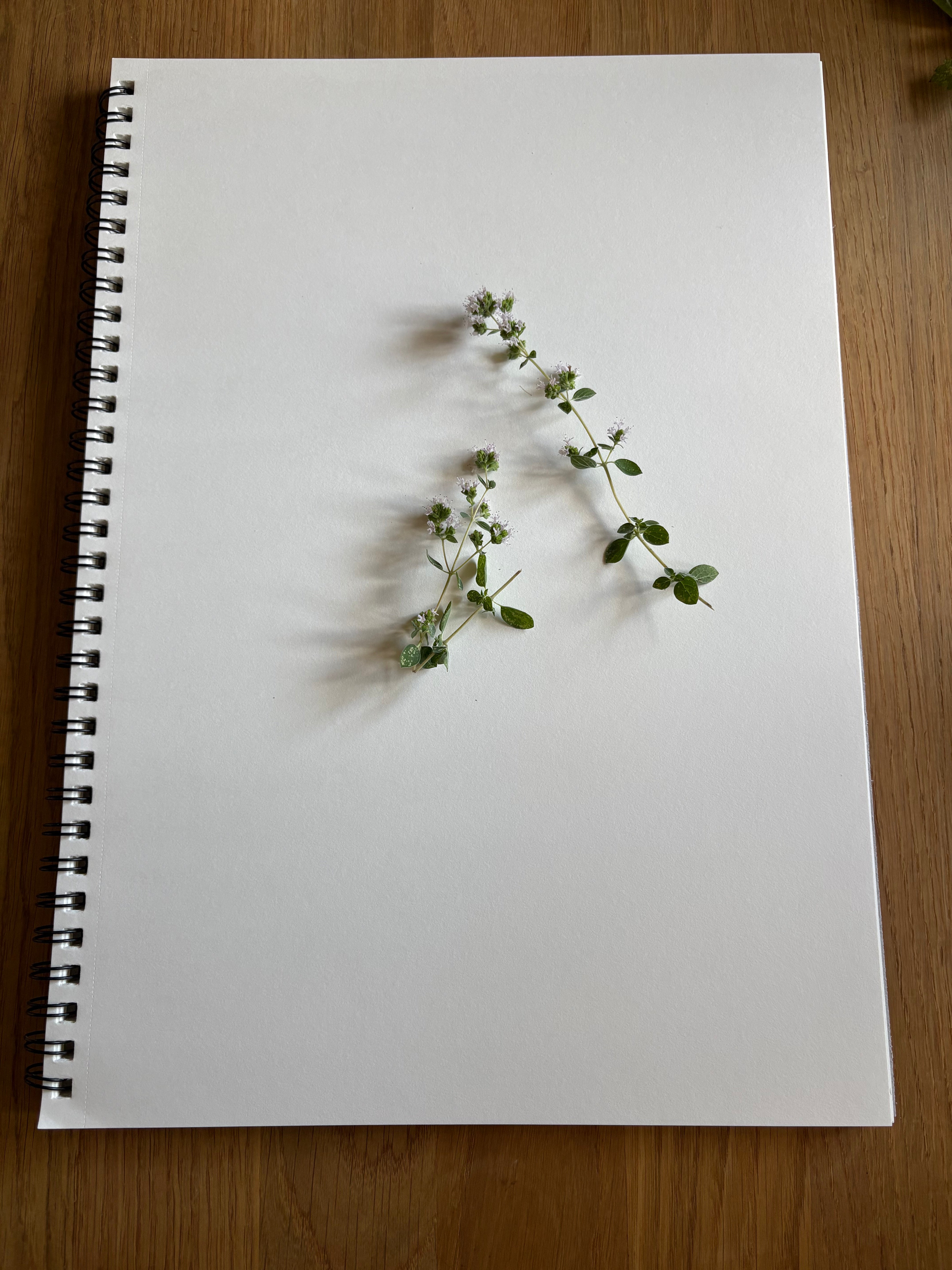 Unser Wildschytz Herbarium