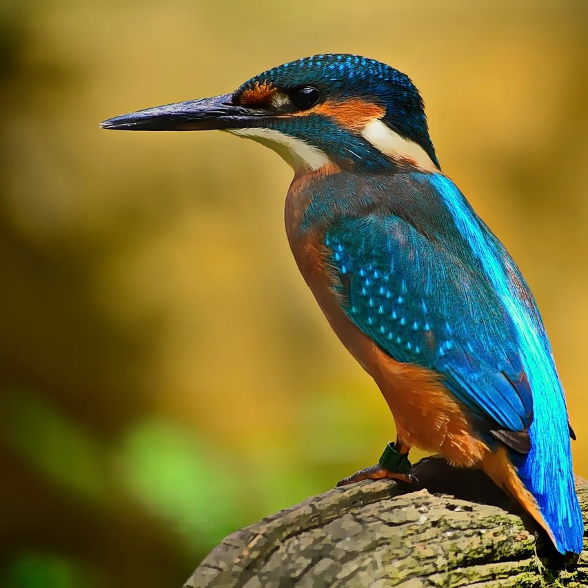 Vogelwanderung Berlin Treptow