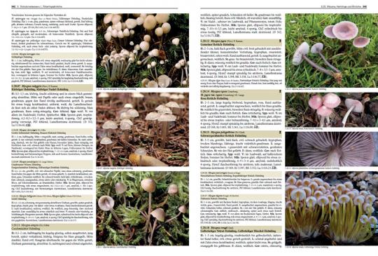 Pilze Mitteleuropas: 3800 Pilzarten schrittweise bestimmen