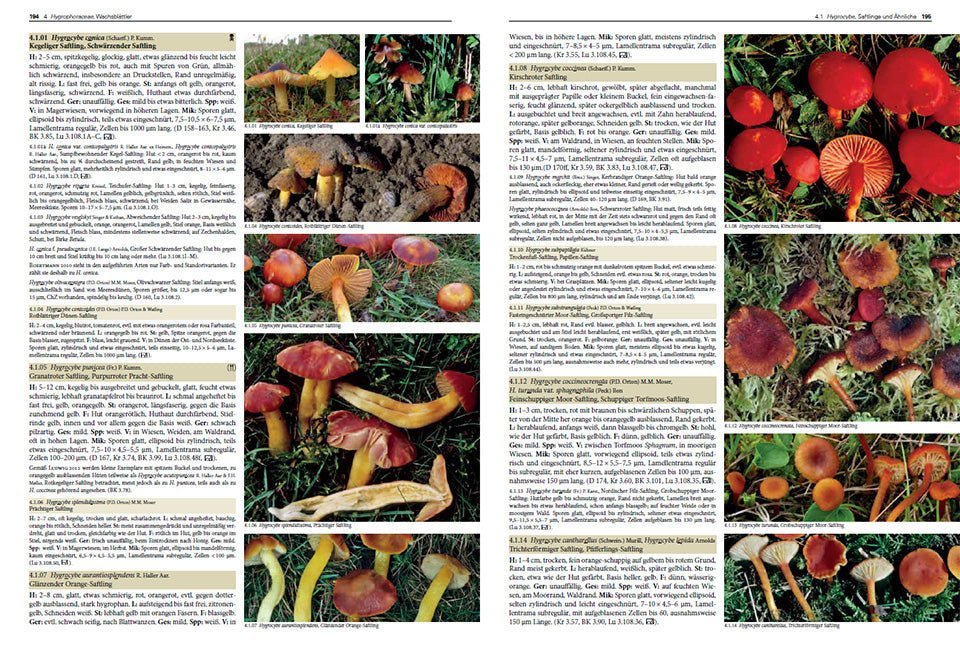 Pilze Mitteleuropas: 3800 Pilzarten schrittweise bestimmen