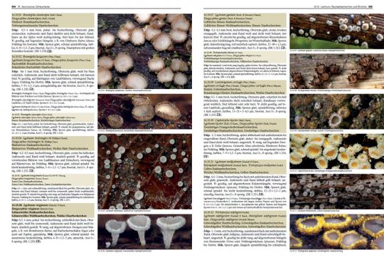 Pilze Mitteleuropas: 3800 Pilzarten schrittweise bestimmen