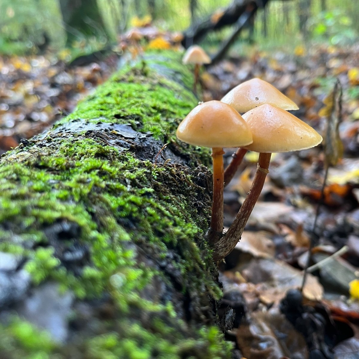 Pilzseminar für Fortgeschrittene Koblenz