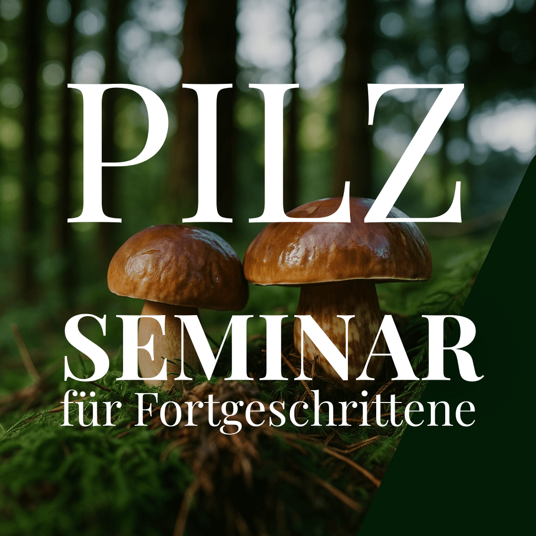 Pilzseminar für Fortgeschrittene Koblenz