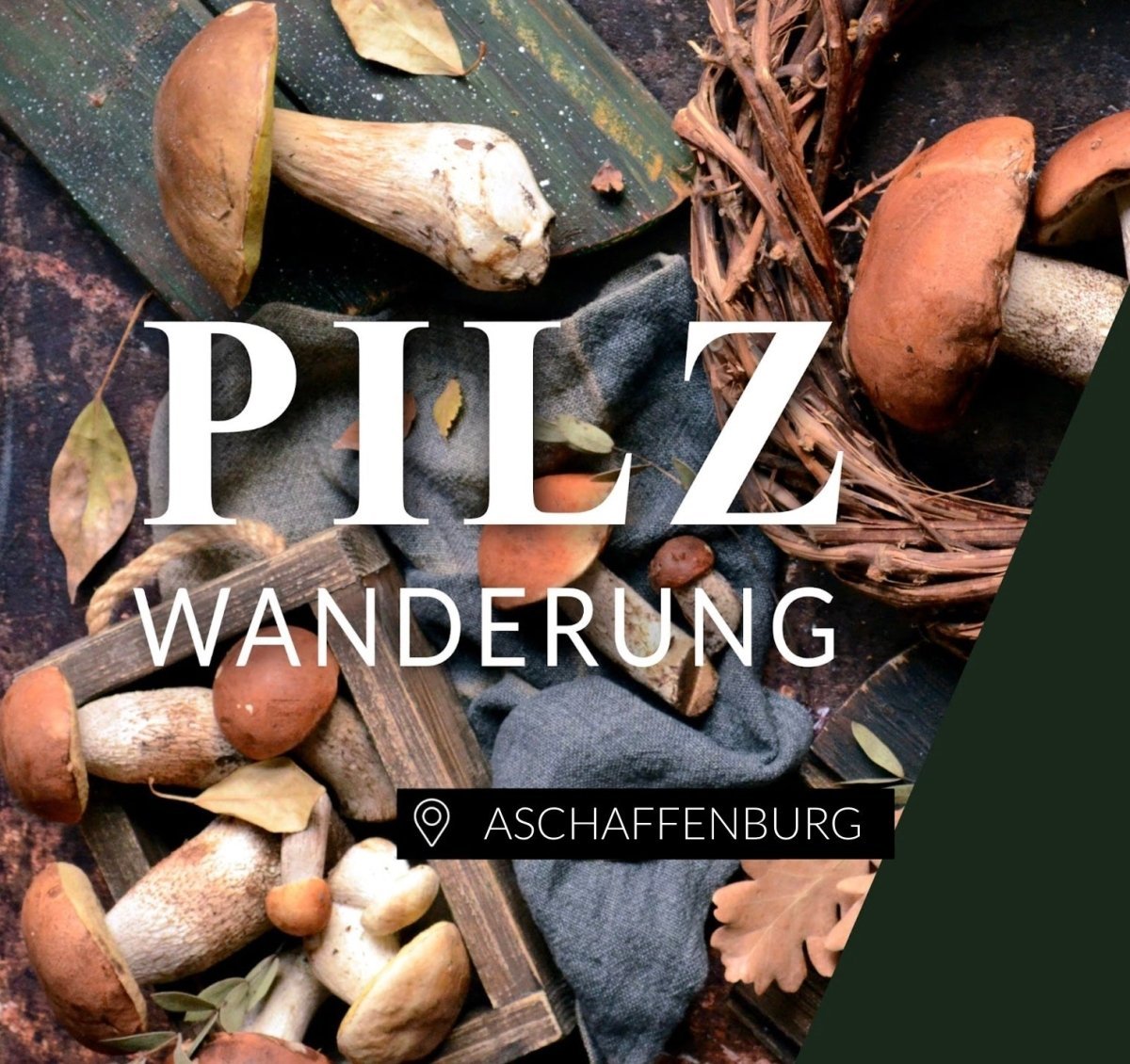 Pilzwanderung Aschaffenburg