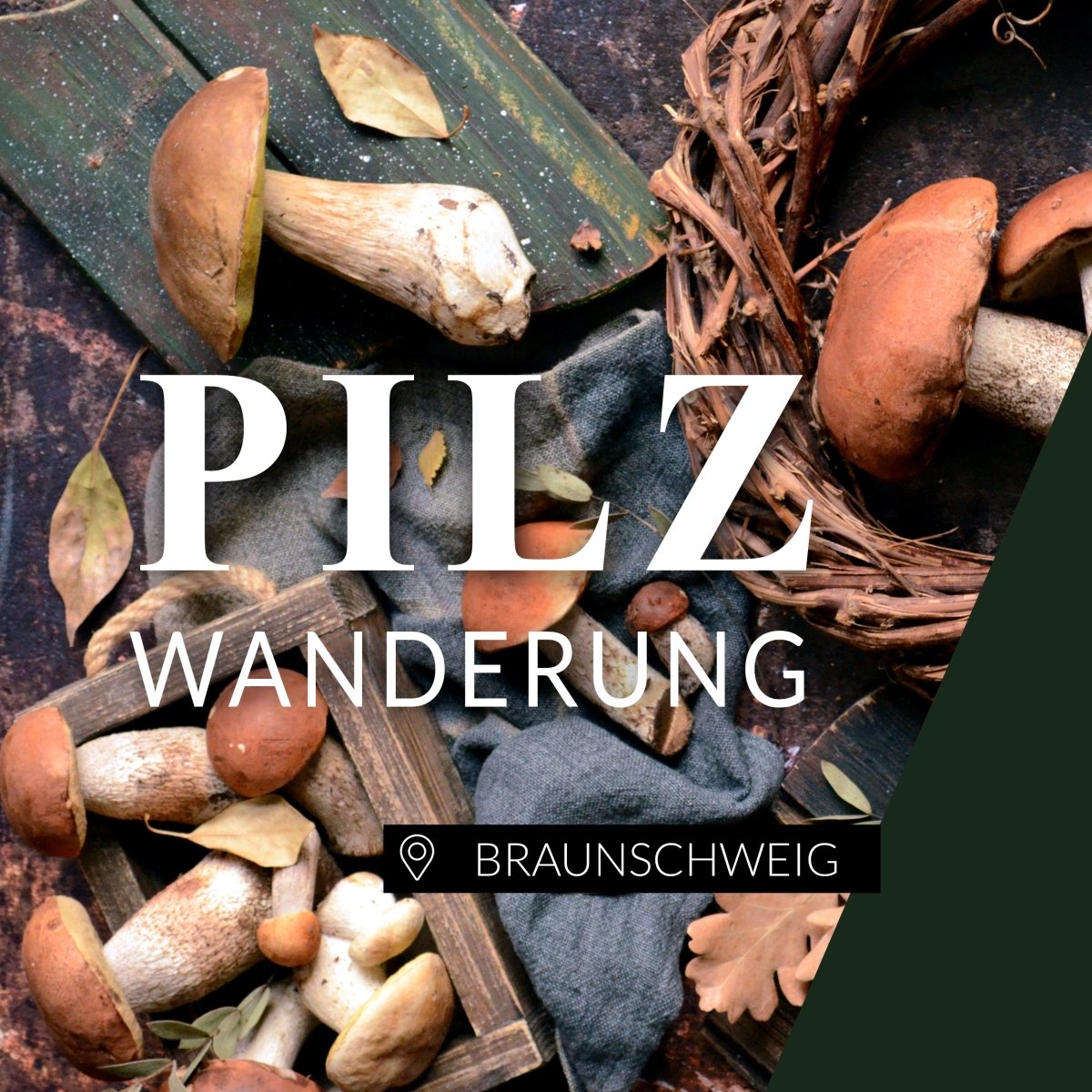 Pilzwanderung Braunschweig