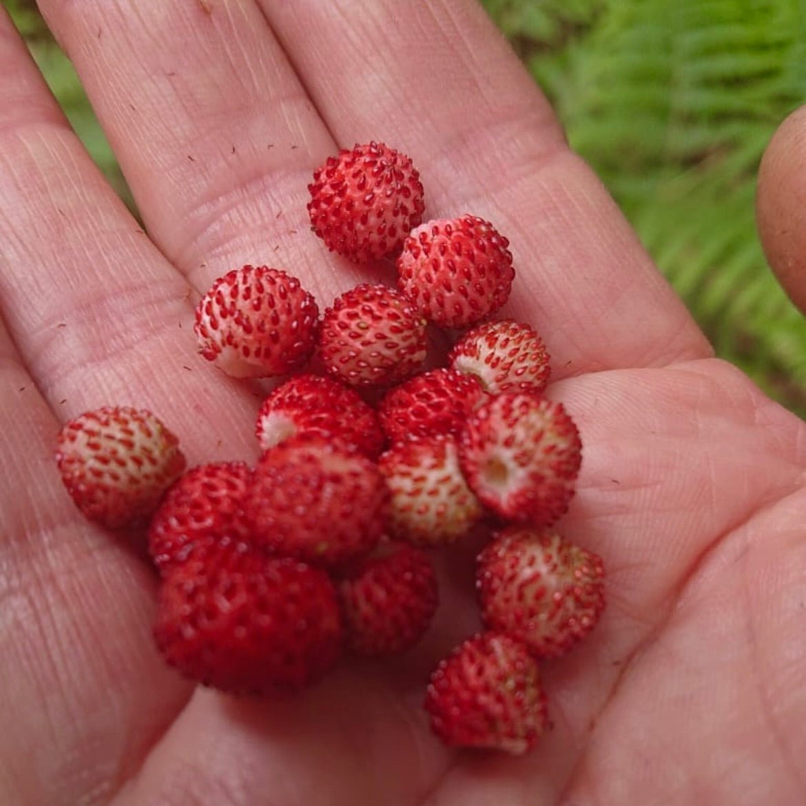 Ganztägiges Survivaltraining Nürnberg