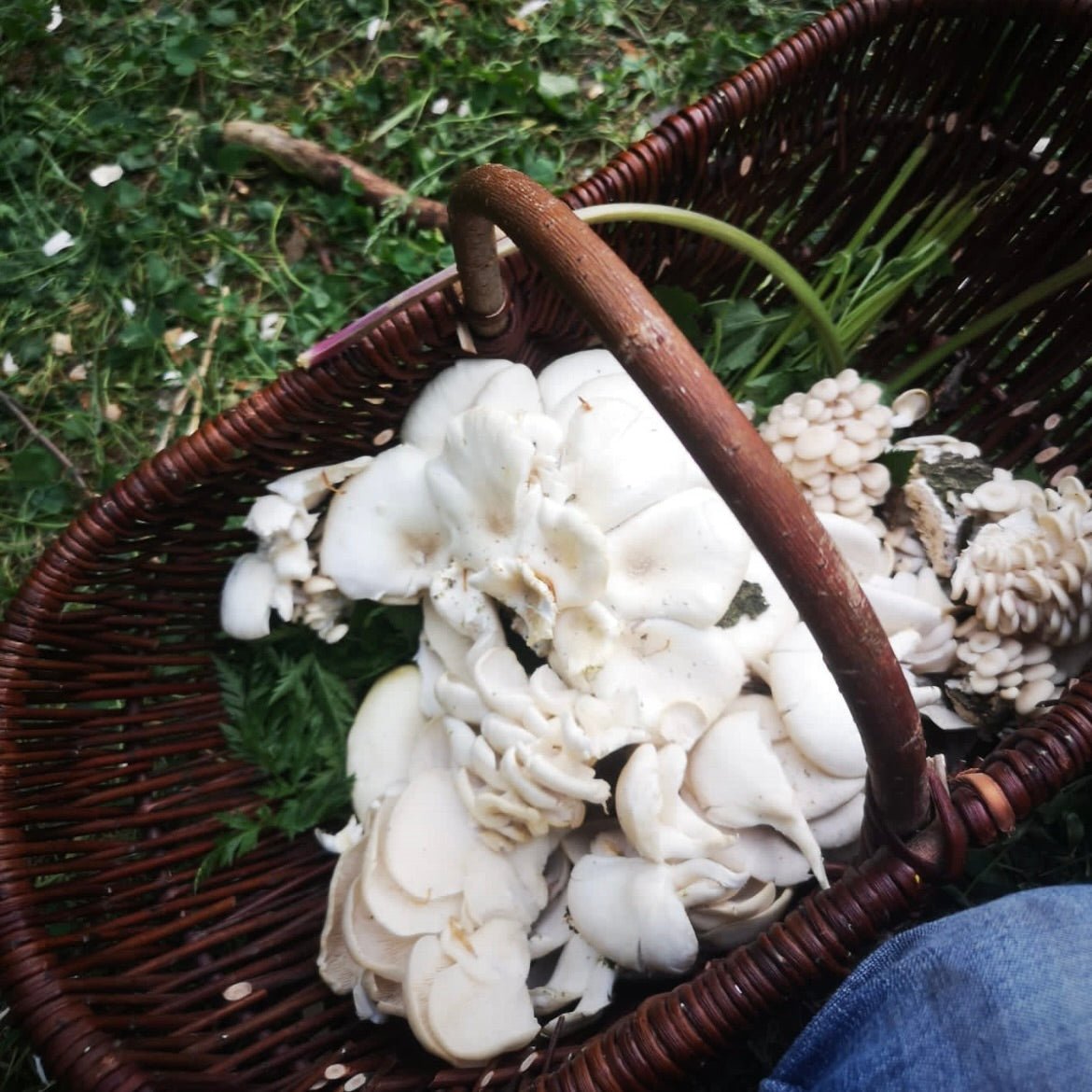 Ganztägiges Survivaltraining Nürnberg