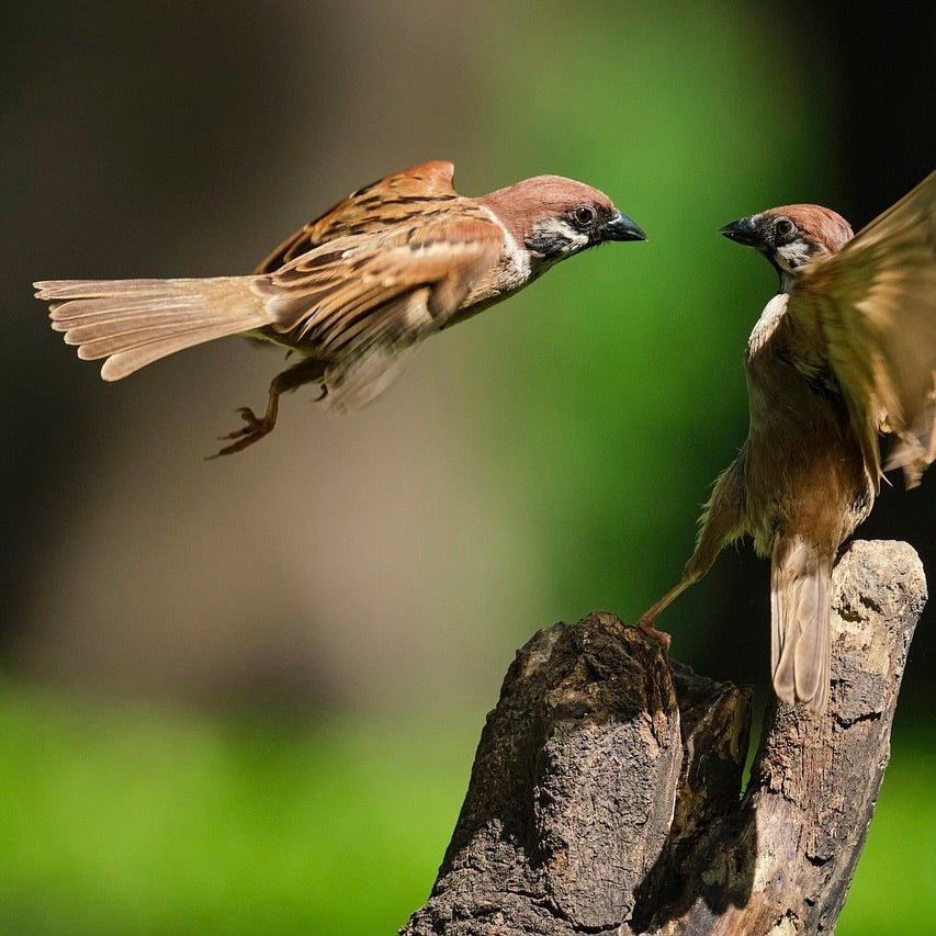 Vogelwanderung München Neuried