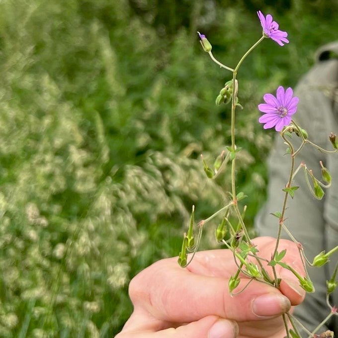 Wildkräuterwanderung Augsburg West