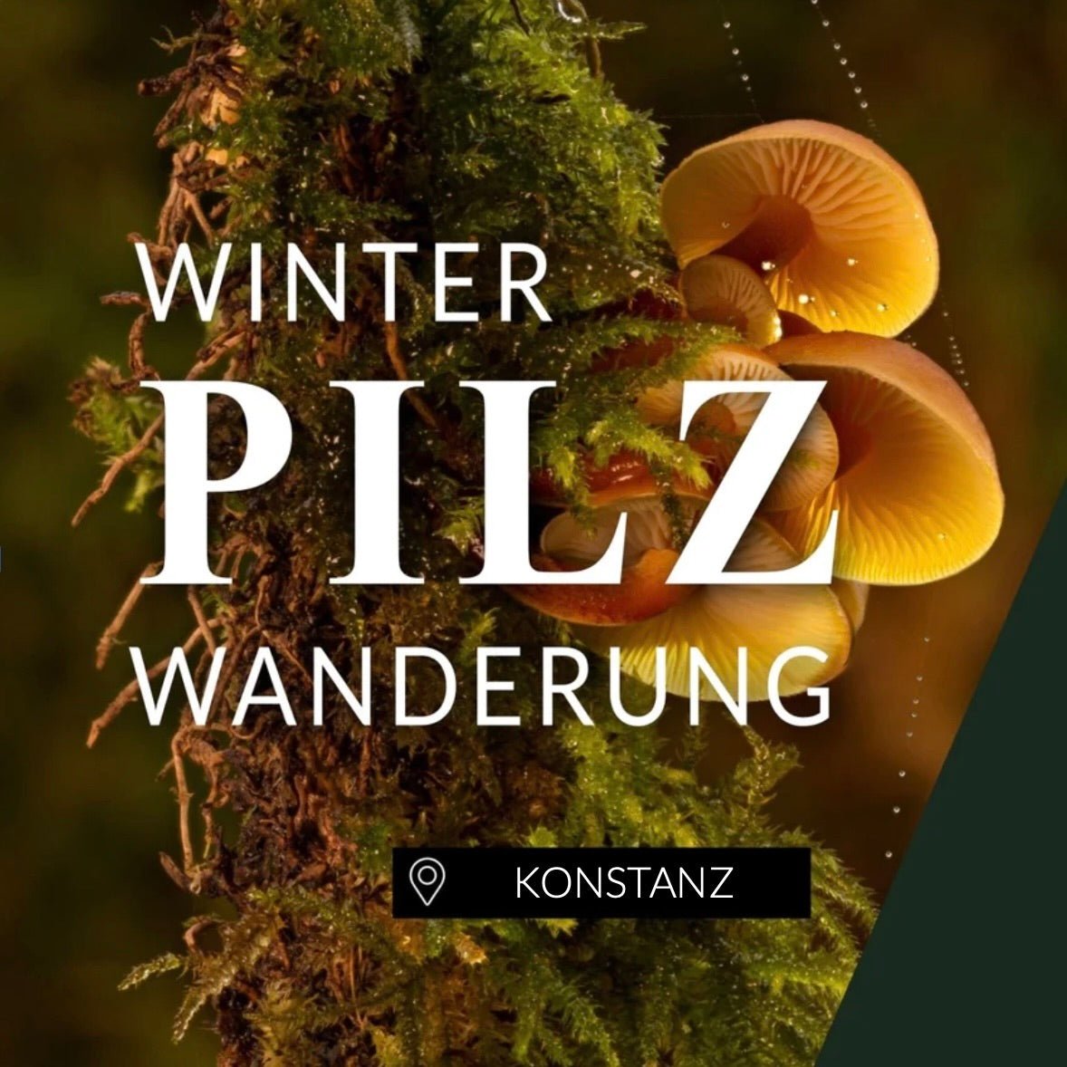 Winterpilzwanderung Konstanz