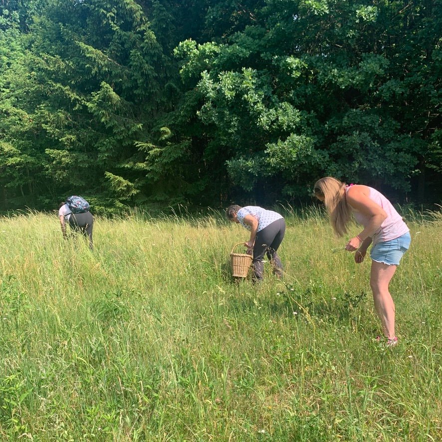 Zertifikatslehrgang Kräuterführer