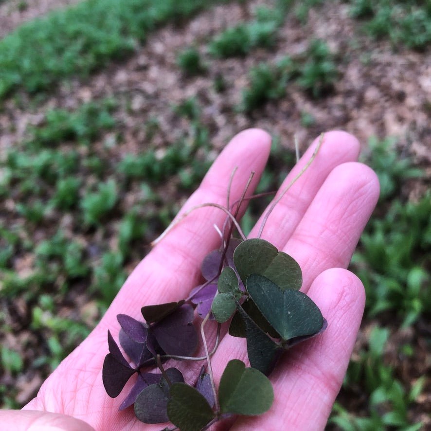 Zertifikatslehrgang Kräuterführer