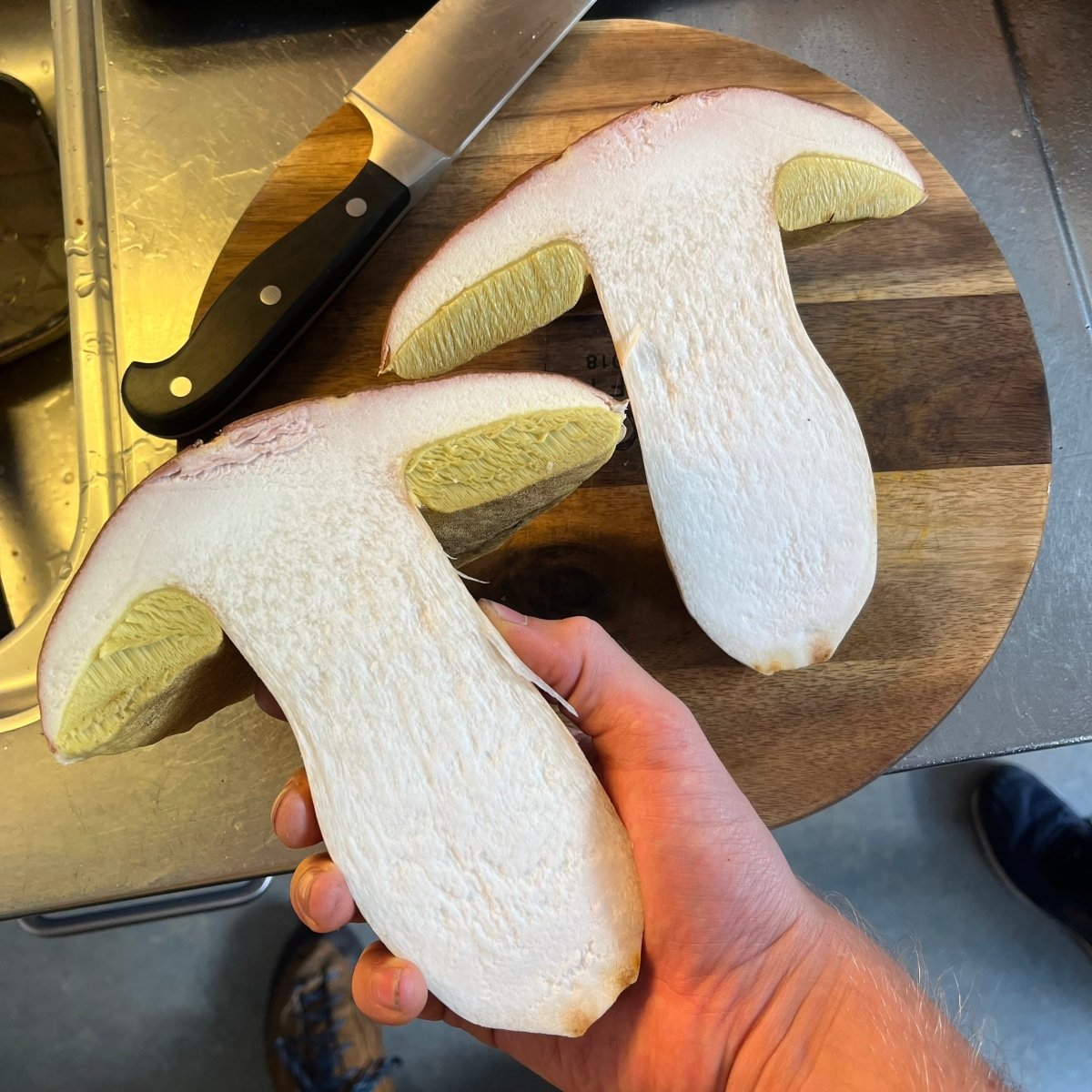 Zertifikatslehrgang Pilzführer