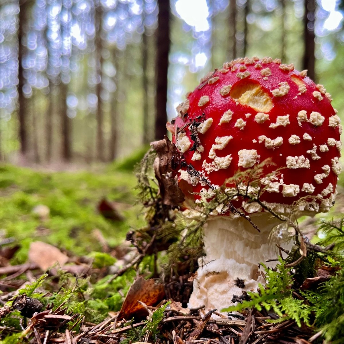Zertifikatslehrgang Pilzführer