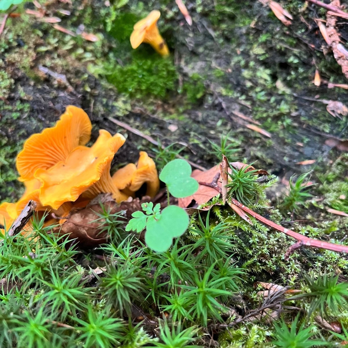 Pilz- und Kräuterwanderung München Grünwald