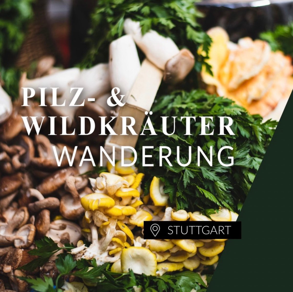 Pilz- und Kräuterwanderung Stuttgart