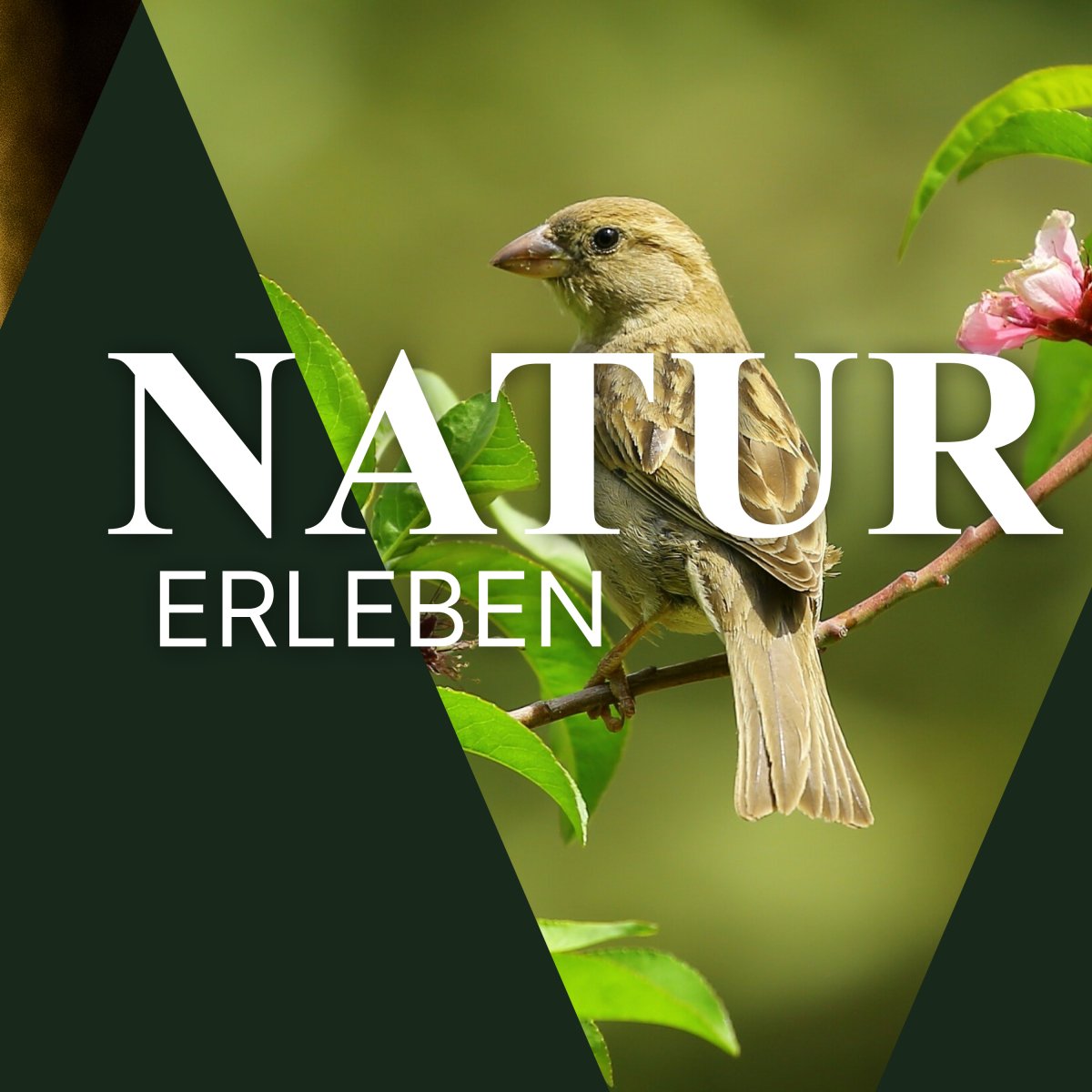 Vogelwanderung Hamburg