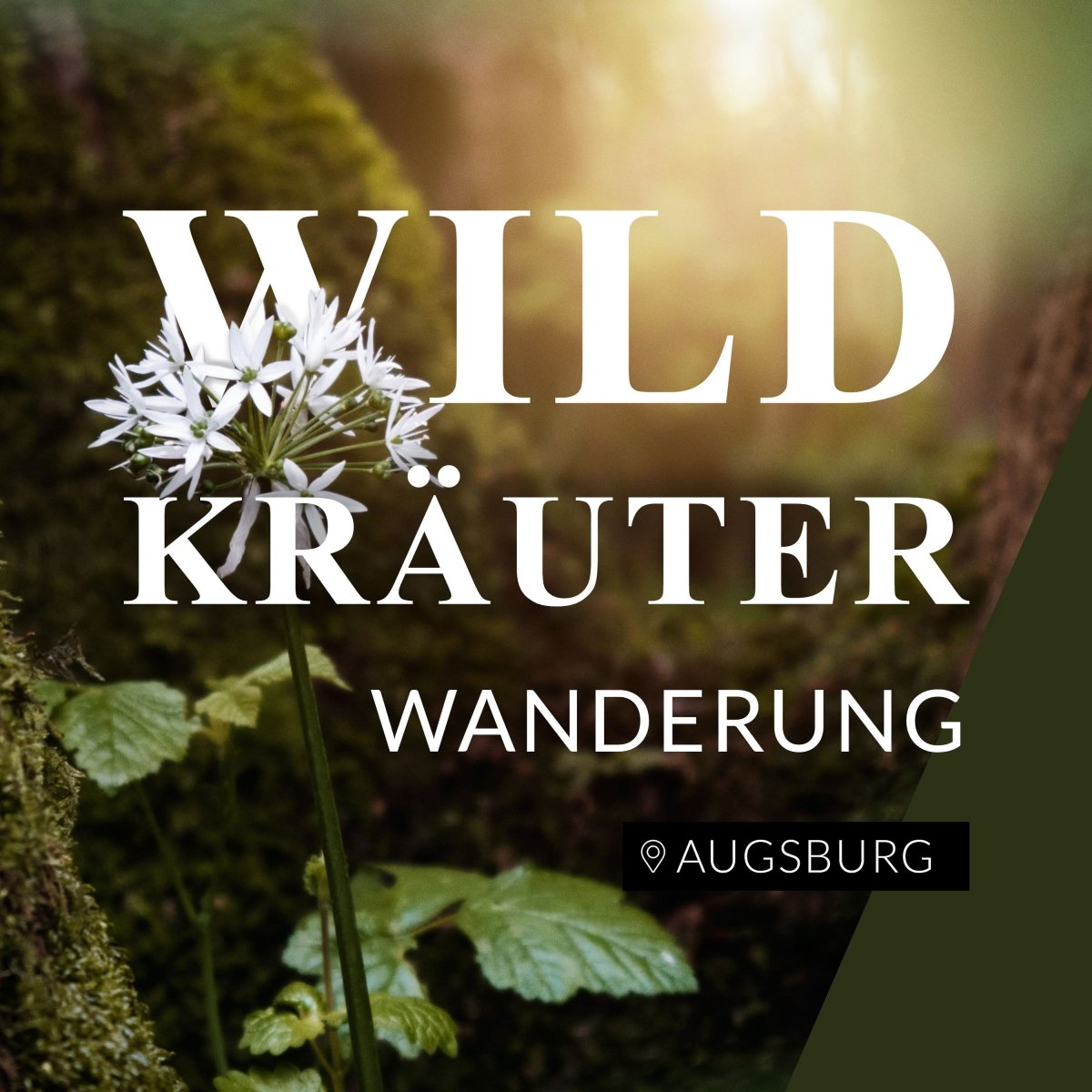 Wildkräuterwanderung Augsburg Ost