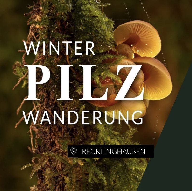 Winterpilzwanderung Recklinghausen