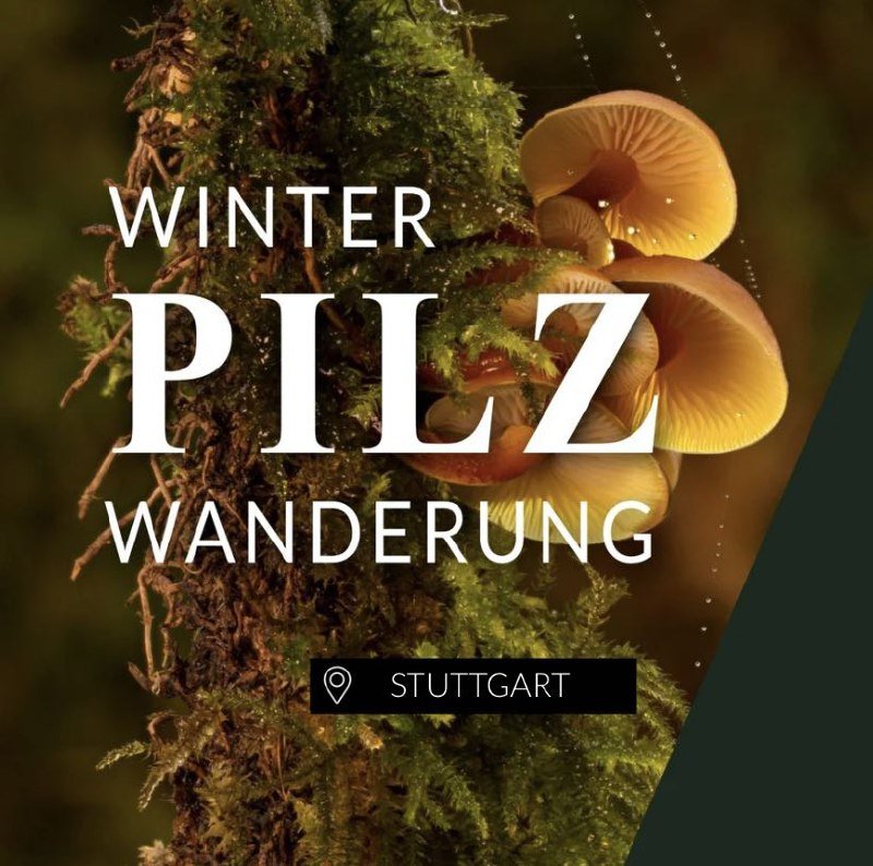 Winterpilzwanderung Stuttgart