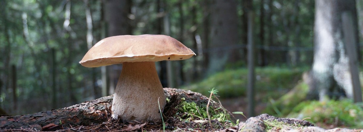 Pilzwanderung - Wildschytz