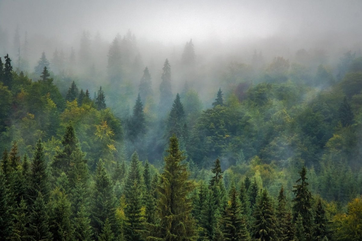 Rheinland-Pfalz - Wildschytz