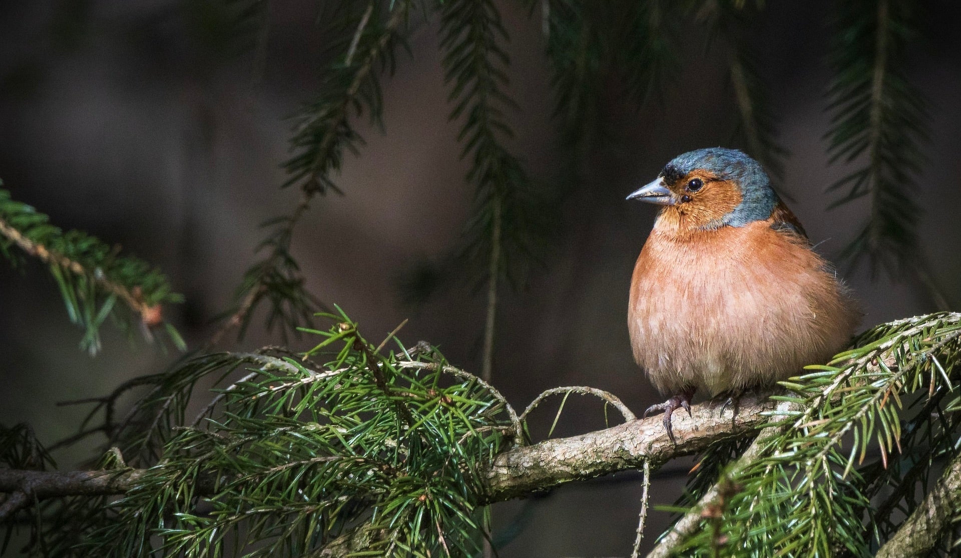 Vogelwanderung - Wildschytz