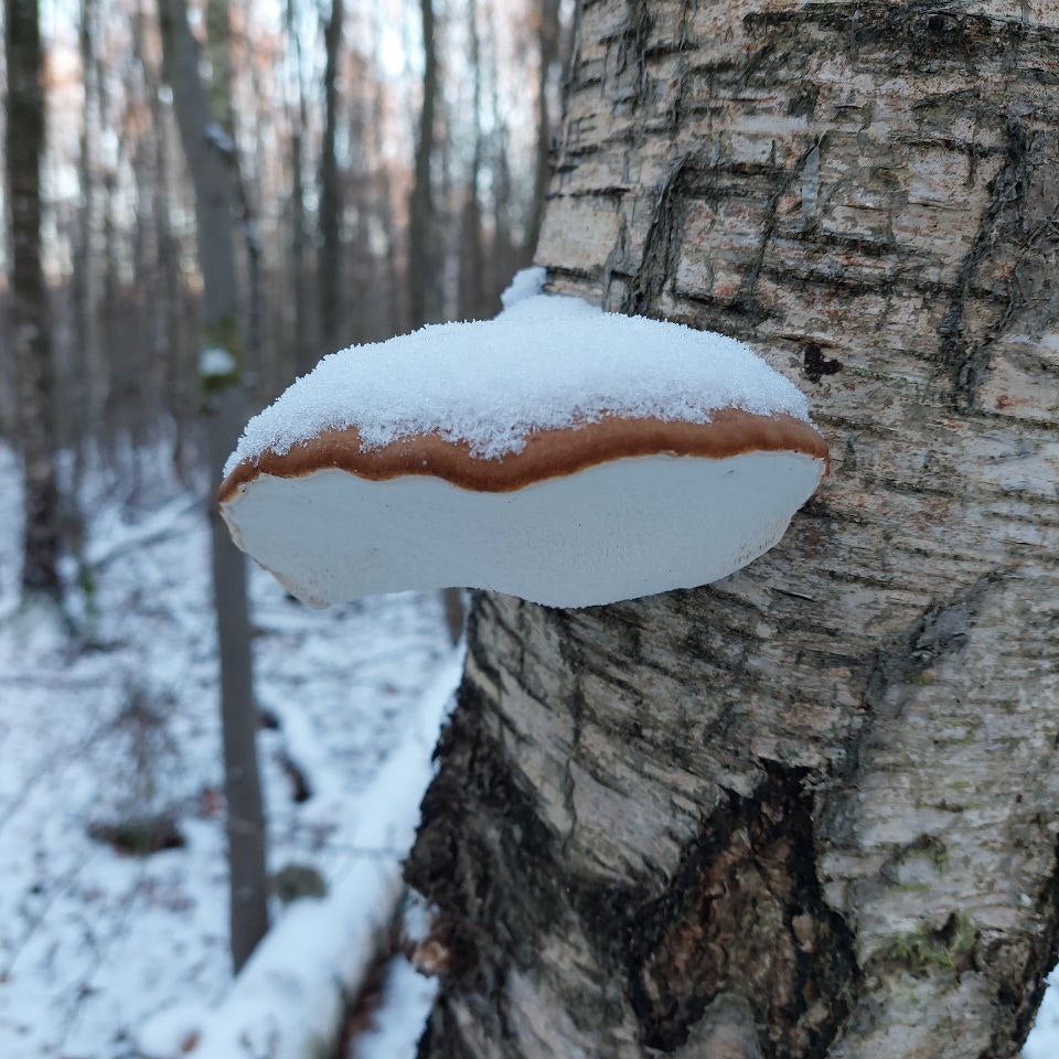Winterpilzwanderung Lüneburger Geest