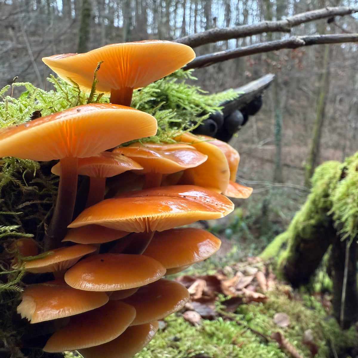 Winterpilzwanderung Lüneburger Geest