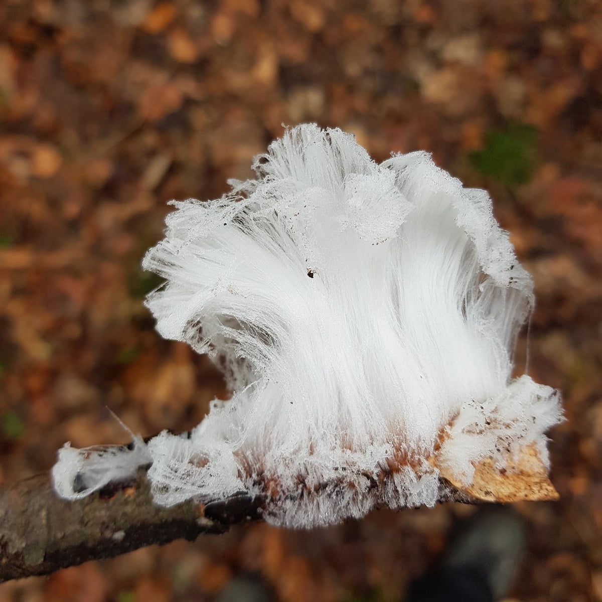 Winterpilzwanderung Lüneburger Geest