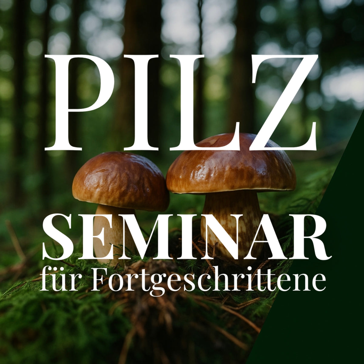 Pilzseminar für Fortgeschrittene Tübingen