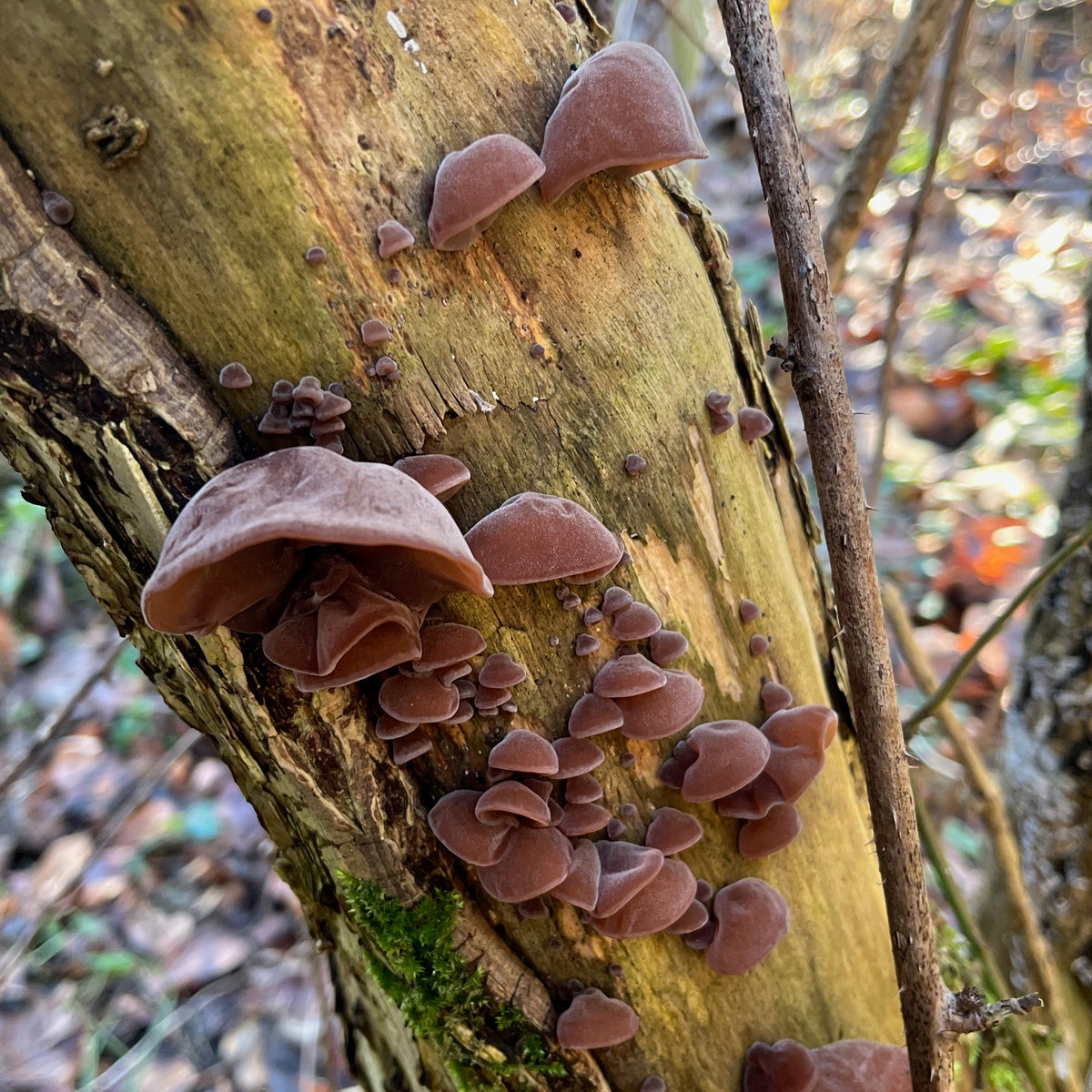 Winterpilzwanderung Lüneburger Geest