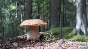 Ein Steinpilz im Nadelwald