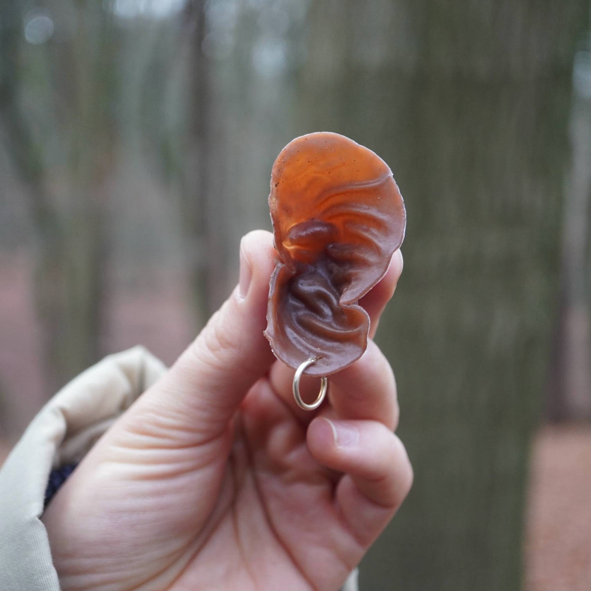 Winterpilzwanderung Lüneburger Geest