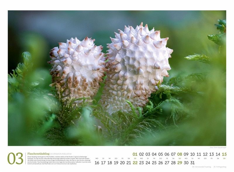 Pilze Kalender 2026 - Vielfalt am Waldboden