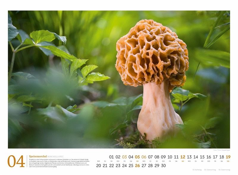 Pilze Kalender 2026 - Vielfalt am Waldboden