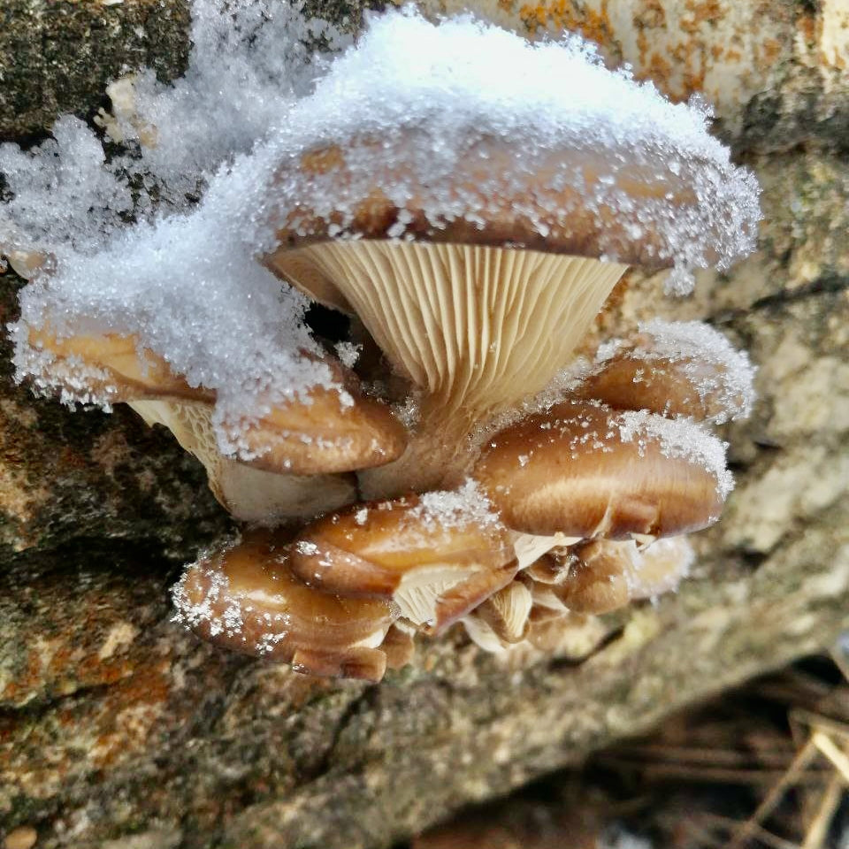 Winterpilzwanderung Lüneburger Geest