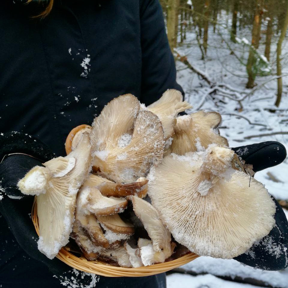 Winterpilzwanderung Lüneburger Geest
