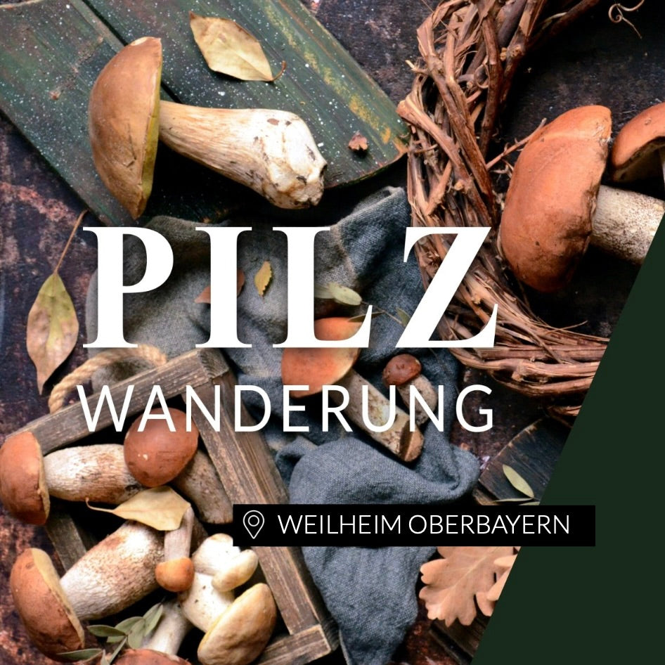 Pilzwanderung Weilheim Oberbayern