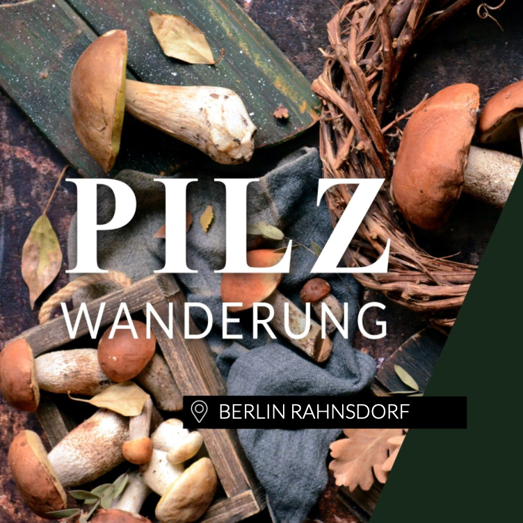 Pilzwanderung Berlin Rahnsdorf